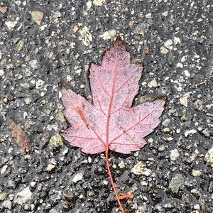 Meet your Posher, Sophon